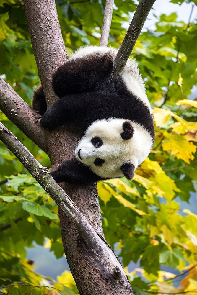 Asia-China-Wolong-Giant Panda-Part of the UNESCO Man and Biosphere Reserve Network